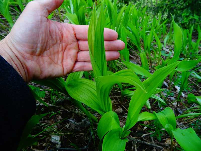 Convallaria majalis - Veratrum album e Cypripedium calceolus